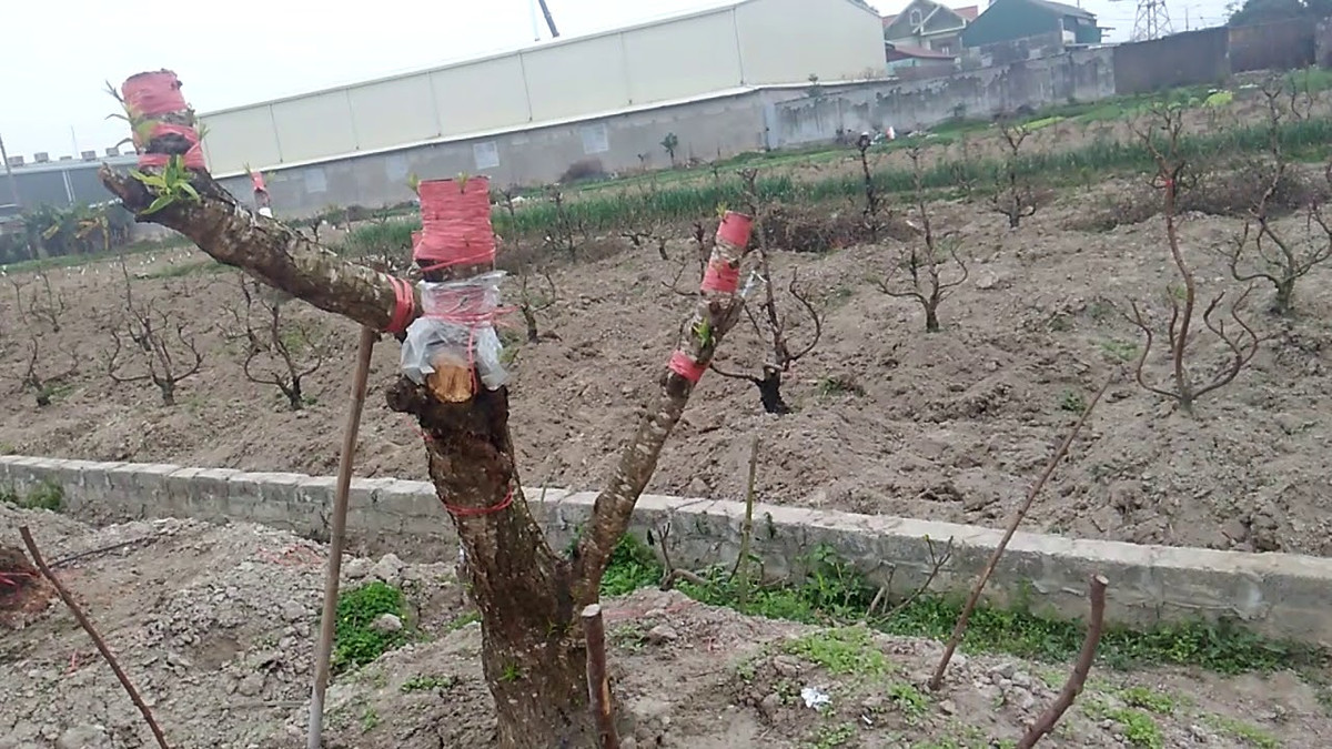 Thời gian trồng lại đào sau Tết chậm nhất là khoảng 15 tháng giêng. Đất trồng đào thích hợp là đất thịt pha sét có độ pH 6 – 8.