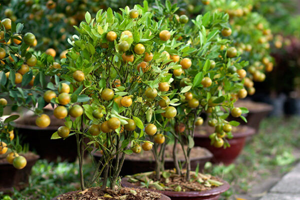 Sau khi trồng được khoảng 5-7 ngày, cần xới quanh gốc cho tơi xốp. Lưu ý, xới cách gốc từ 30cm trở ra. Tiếp đến, tưới nước và bón phân (phân chuồng hoại mục hoặc phân nước) và vùng đất đã xới để cung cấp thêm dinh dưỡng cho cây phát triển cành, lá đồng thời giảm sâu bệnh.