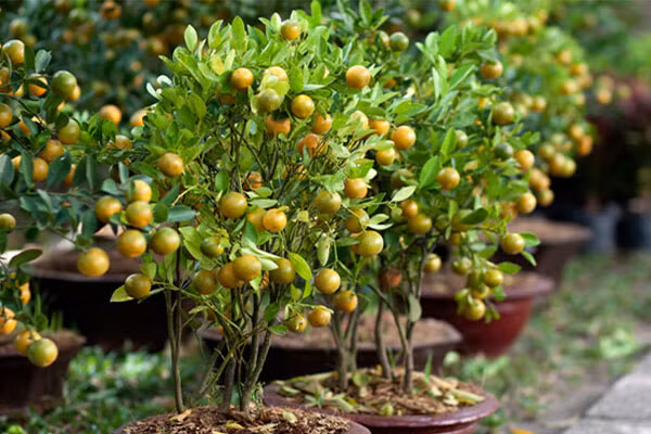 Sau khi trồng được khoảng 5-7 ngày, cần xới quanh gốc cho tơi xốp. Lưu ý, xới cách gốc từ 30cm trở ra. Tiếp đến, tưới nước và bón phân (phân chuồng hoại mục hoặc phân nước) và vùng đất đã xới để cung cấp thêm dinh dưỡng cho cây phát triển cành, lá đồng thời giảm sâu bệnh.