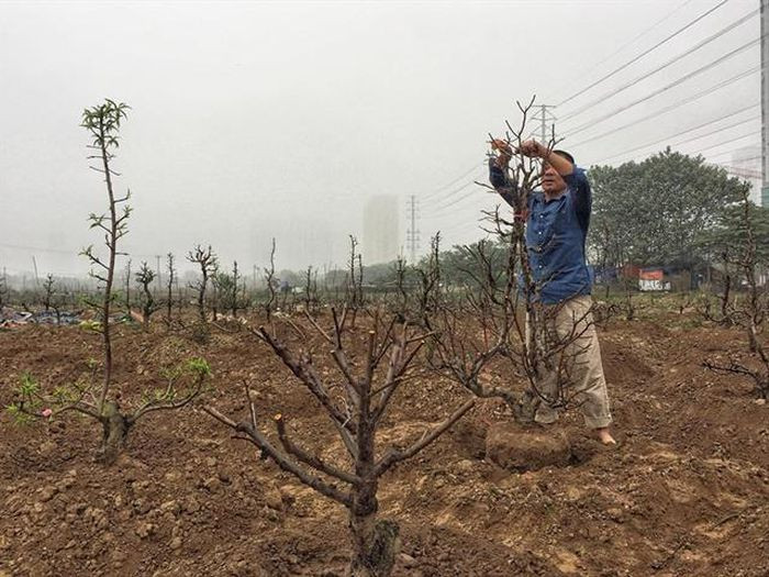 Trồng xong, cắt ngay cành lần thứ nhất. Lần này cắt thật đau để cành mới phát sinh nhiều, năm tới sẽ cho nhiều hoa. Sau đó, mỗi tháng phải cắt nhẹ một vài lần cho đến tháng 6 âm lịch mới thôi. Trong quá trình cắt sửa cần kết hợp tạo hình tán cây.