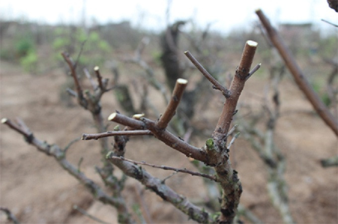 Sau đó luôn tưới đủ độ ẩm cho đến khi cây ra lá non. Thời gian khoảng 1 tháng.