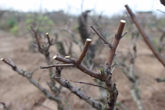 Sau đó luôn tưới đủ độ ẩm cho đến khi cây ra lá non. Thời gian khoảng 1 tháng.