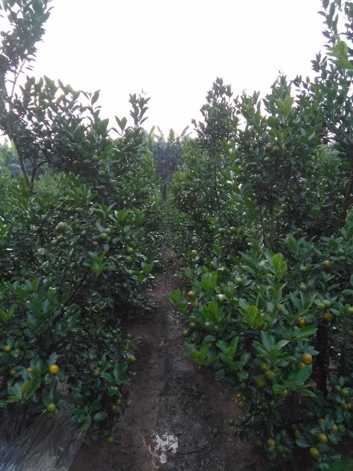 Để trồng lại quất cảnh sau Tết, trước khoảng 10 ngày bạn cần sử dụng sản phẩm siêu ra rễ tưới cho cây. Khi bộ rễ mới được hình thành, cần vặt 1/2-2/3 số lá trên cây sau đó tiến hành trồng lại như bình thường.