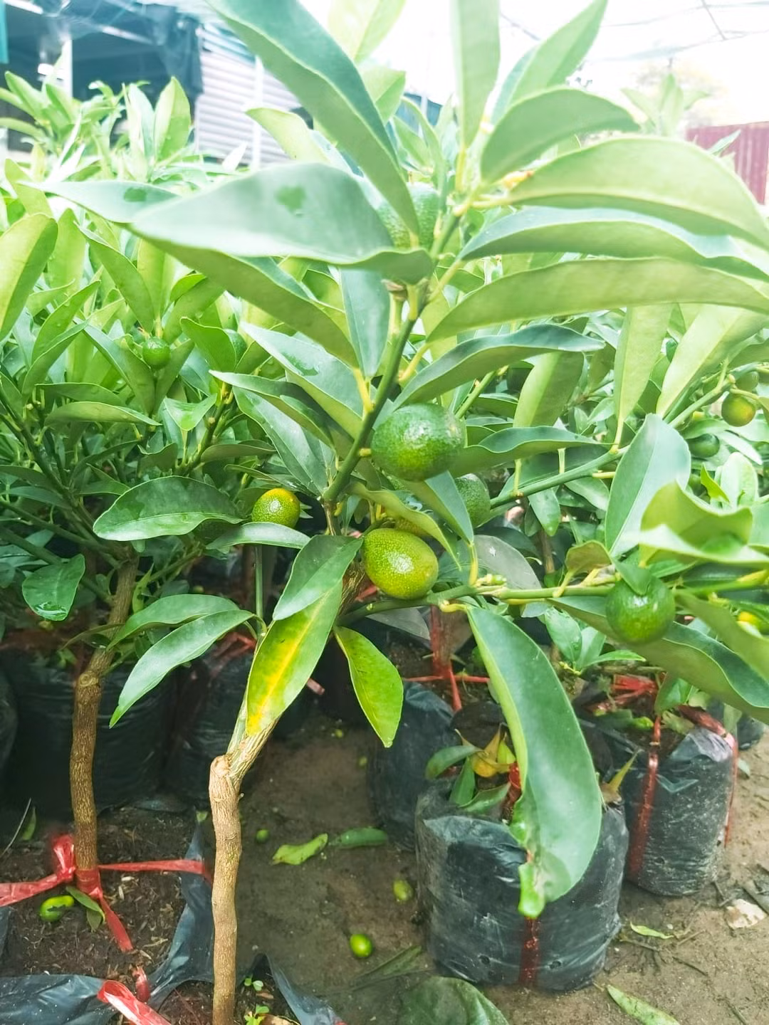 Đáng chú ý, quất Mỹ có giá khá cao lên đến 400.000 đồng/chậu. Ảnh: Facebook