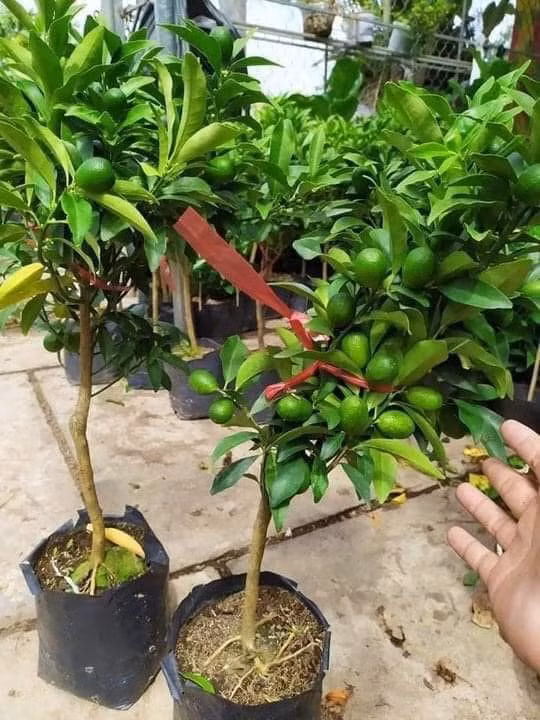 Quất Mỹ bonsai cao tầm 50-60cm, có rất nhiều hoa và quả nhỏ. Ảnh: Facebook