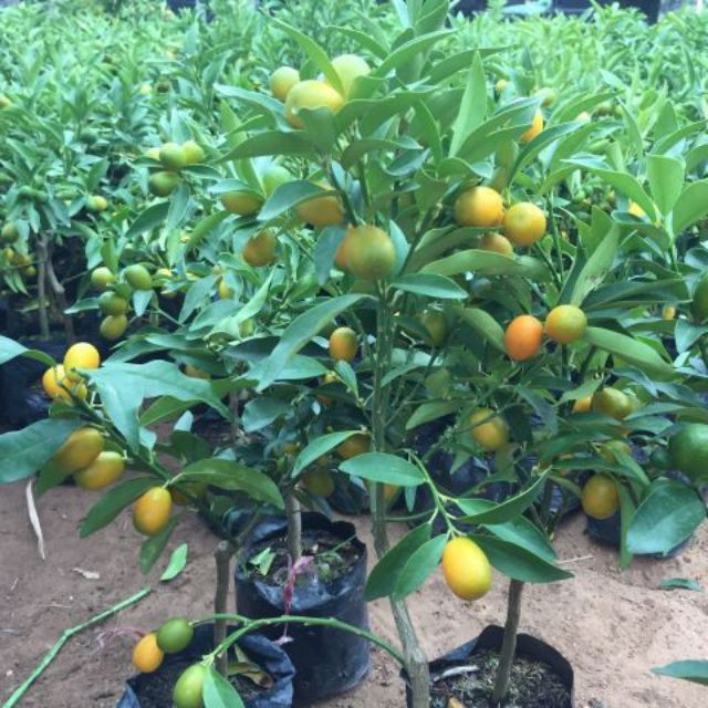 Do kích thước nhỏ nên quất Mỹ chỉ phù hợp trang trí trên bàn. Ảnh: Facebook.