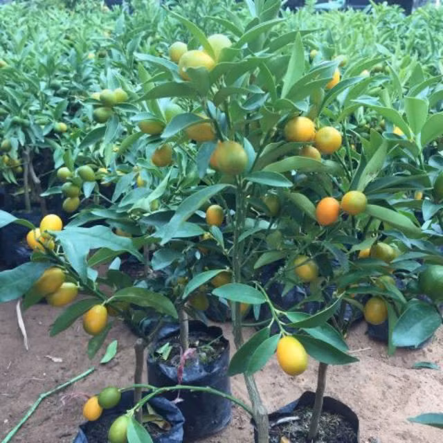 Do kích thước nhỏ nên quất Mỹ chỉ phù hợp trang trí trên bàn. Ảnh: Facebook.