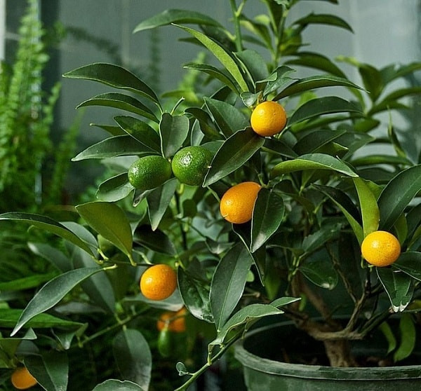 Anh Nam (một người bán hoa trên chợ mạng) tiết lộ, quất Mỹ bonsai nhỏ nhưng rất sai quả. Ảnh: Facebook.