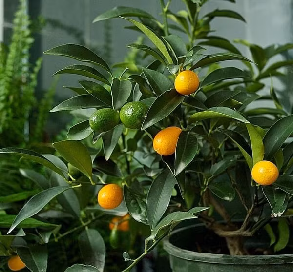 Anh Nam (một người bán hoa trên chợ mạng) tiết lộ, quất Mỹ bonsai nhỏ nhưng rất sai quả. Ảnh: Facebook.