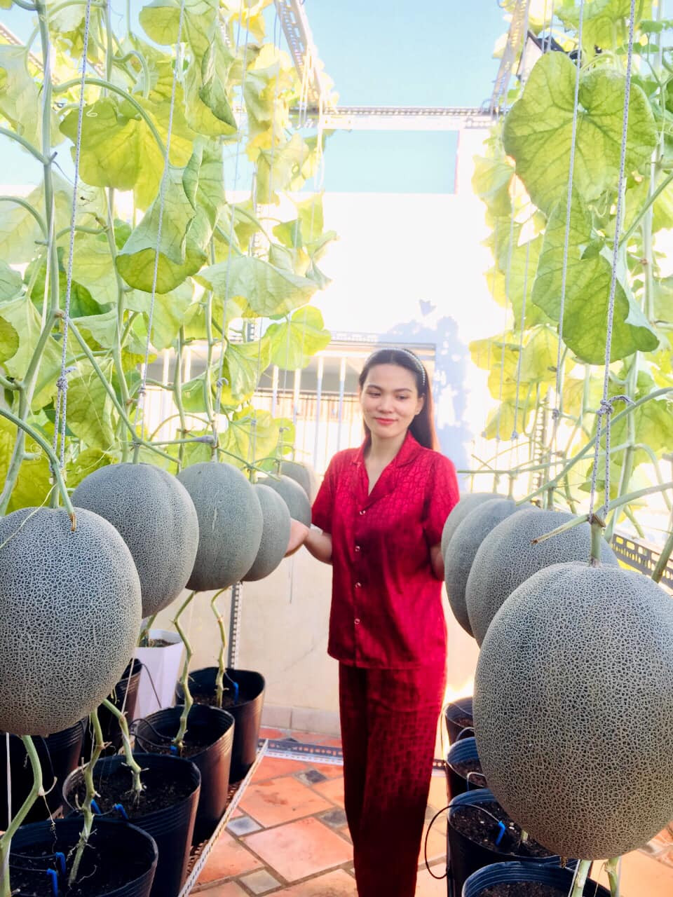 Mới đây, trên group Yêu Bếp, chị Ngọc Ánh (sống tại TP HCM) đã chia sẻ về khu vườn trồng dưa trên sân thượng với hàng chục loại, loại nào cũng hàng chục quả, to lông lốc.