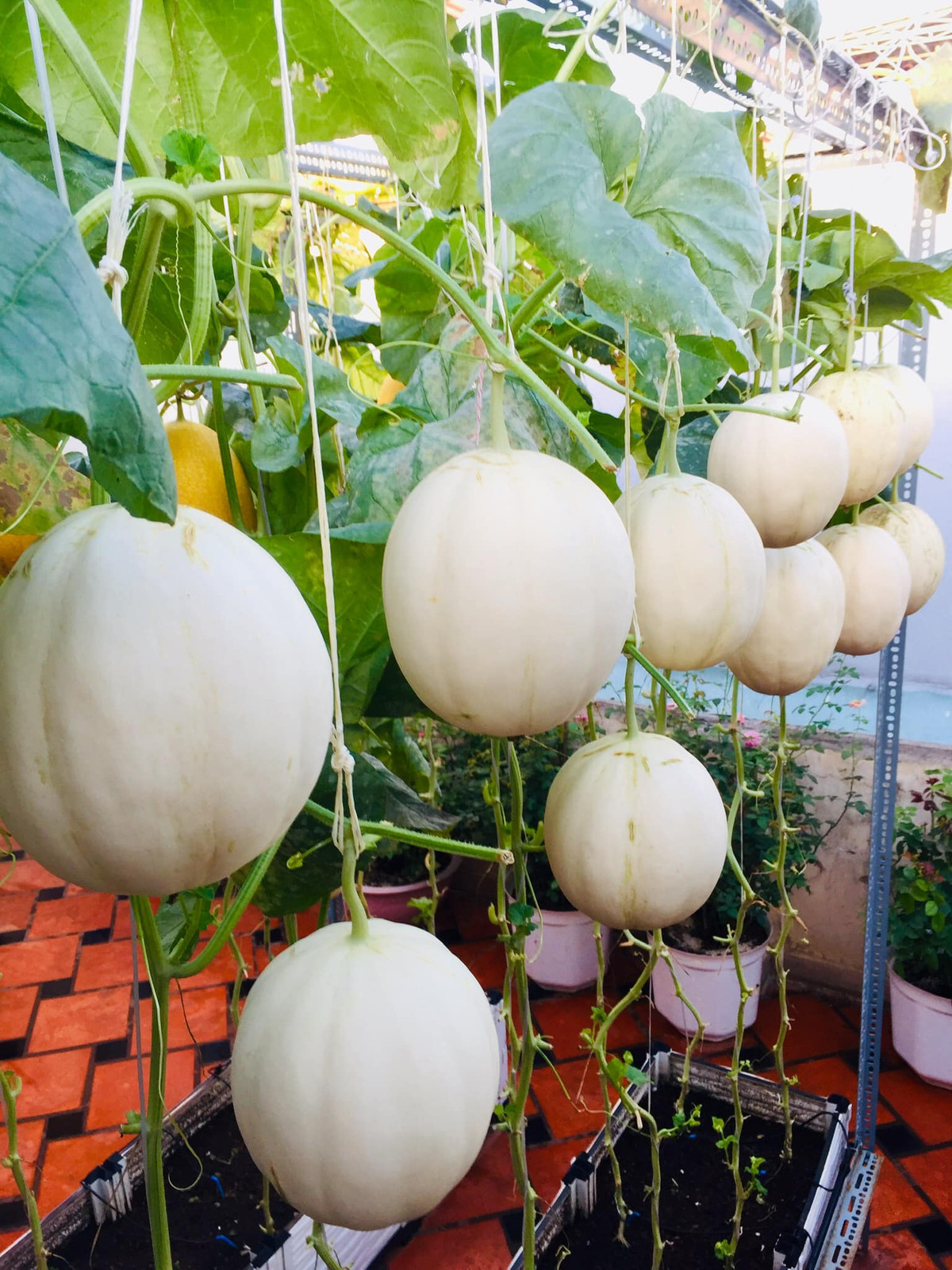 Một góc trồng lê trắng.