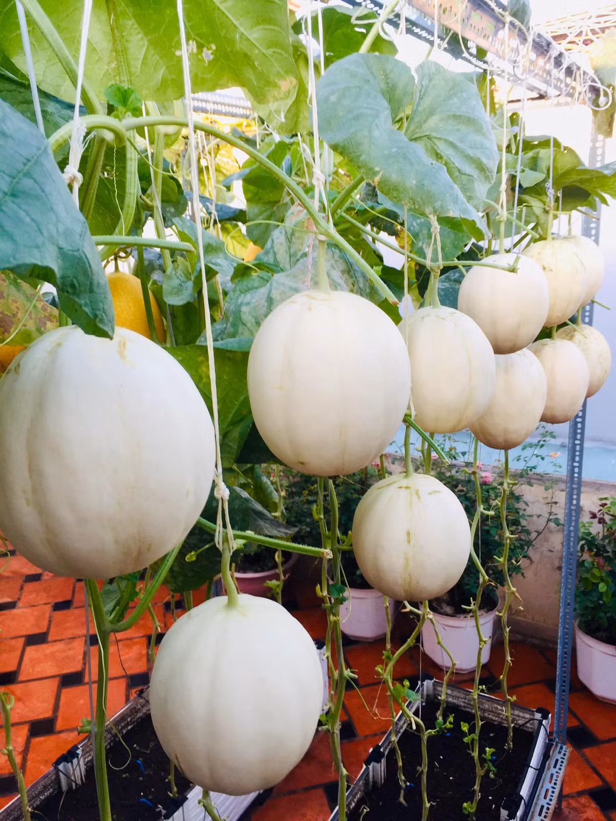 Một góc trồng lê trắng.