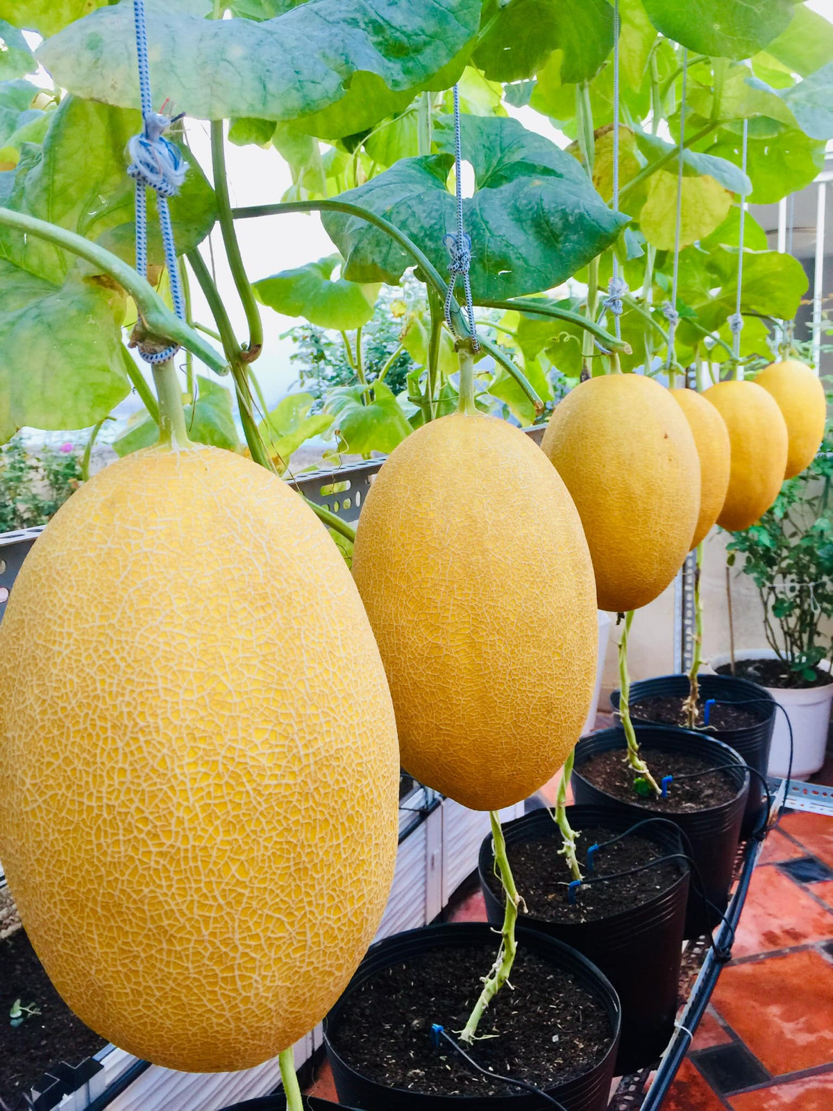 Đất trồng là đất sạch mầm bệnh, đầy đủ dinh dưỡng. Sau mỗi vụ, phơi đất với vôi nông nghiệp để đất sạch mầm bệnh. Chị Ánh trộn 50% đất thịt, 30% phân hữu cơ (bò, trùn quế, dyamic Nhật...), 20% sơ dừa, tro trấu, trichoderma và ủ đất từ 7-10 ngày.