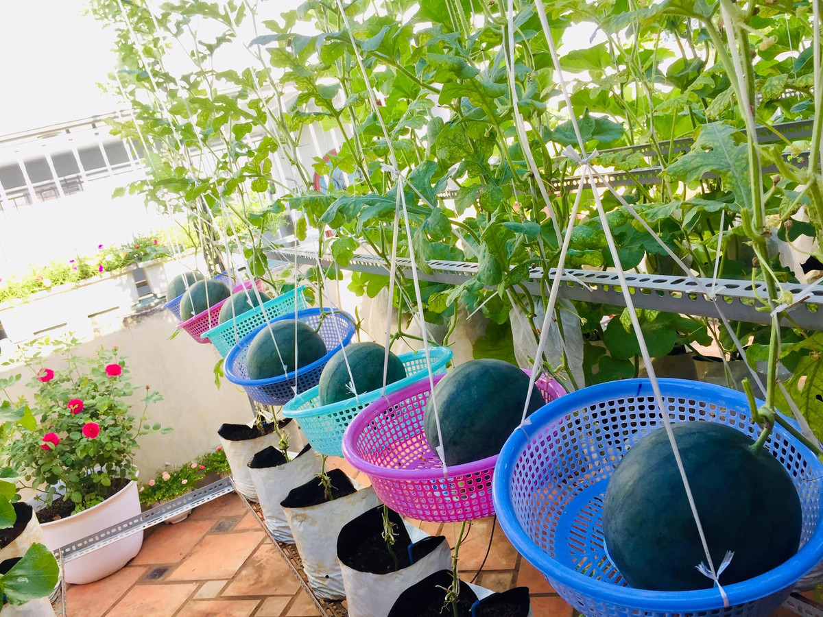 Dưa hấu cho quả to, được nằm rổ 7 sắc cầu vồng.