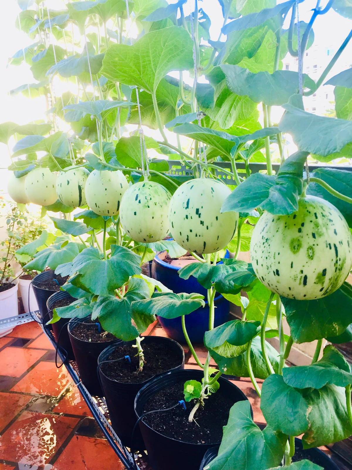 Để phòng bệnh, chị tưới trichoderma hàng tuần để phòng nấm bệnh. Phun các loại vi sinh phòng bệnh như neem oil, emani p...