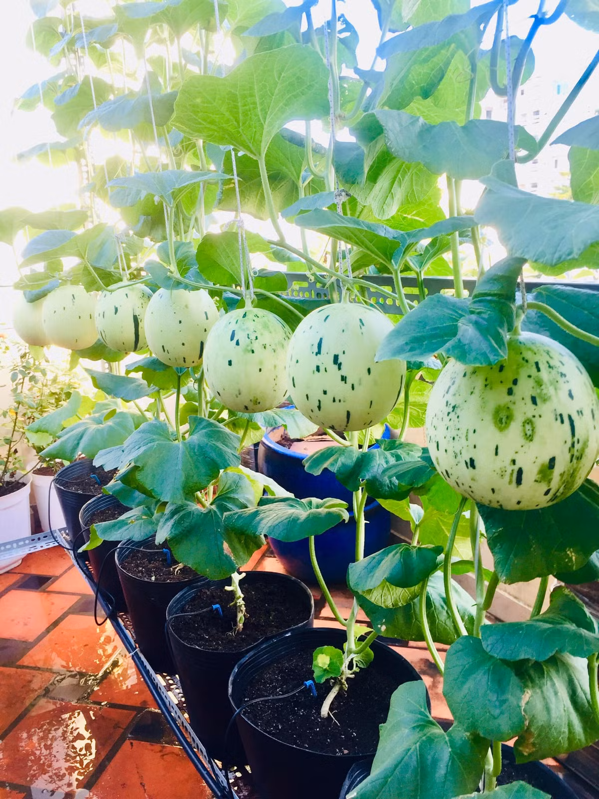 Để phòng bệnh, chị tưới trichoderma hàng tuần để phòng nấm bệnh. Phun các loại vi sinh phòng bệnh như neem oil, emani p...