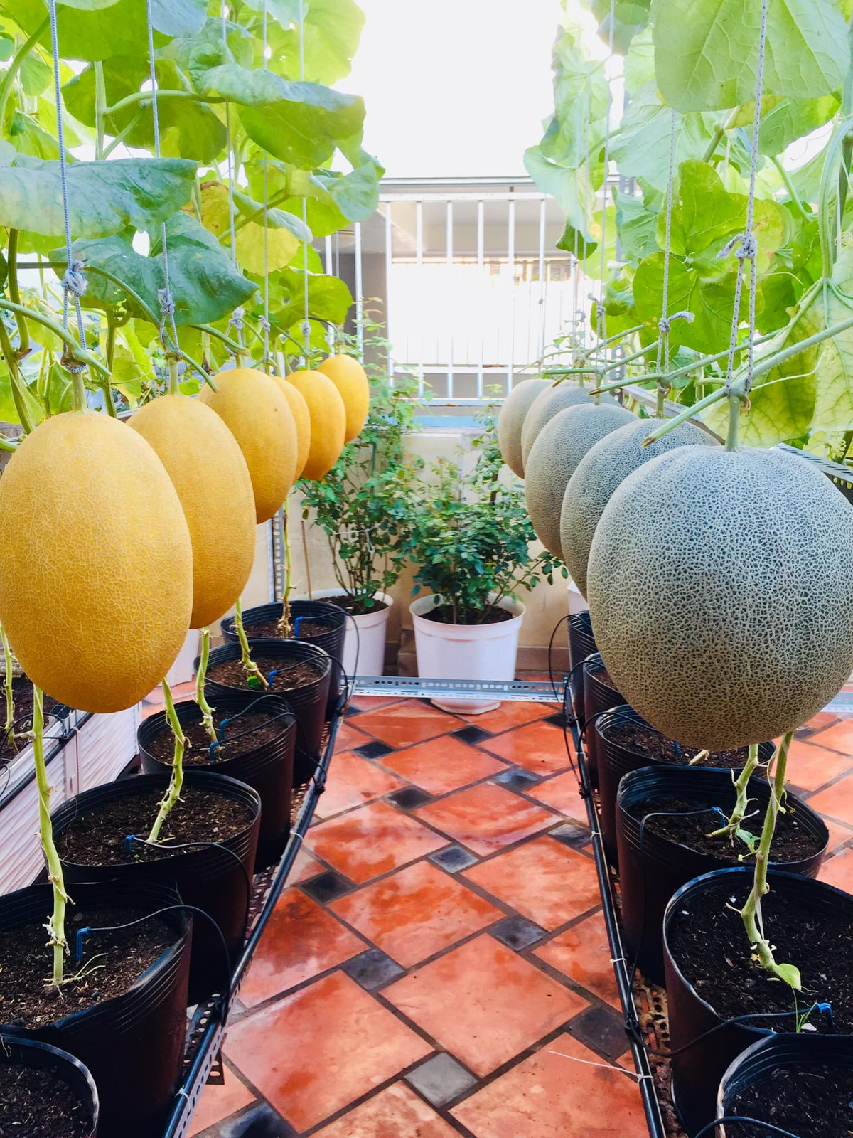 Về chăm sóc, chị tự ủ các loại phân bón hữu cơ để bón định kì cho cây như đạm cá, trứng sữa, chuối, đậu tương...