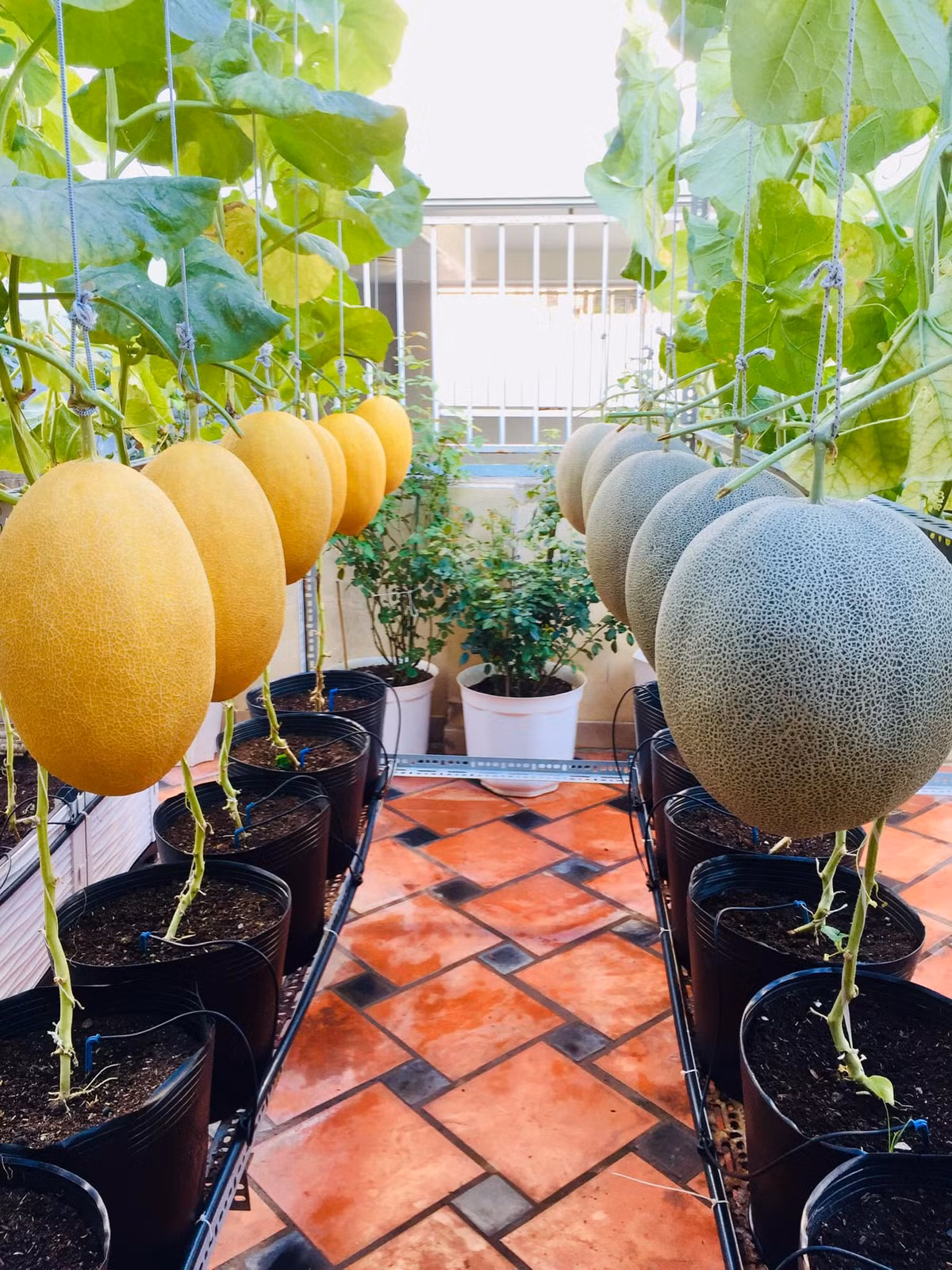 Về chăm sóc, chị tự ủ các loại phân bón hữu cơ để bón định kì cho cây như đạm cá, trứng sữa, chuối, đậu tương...