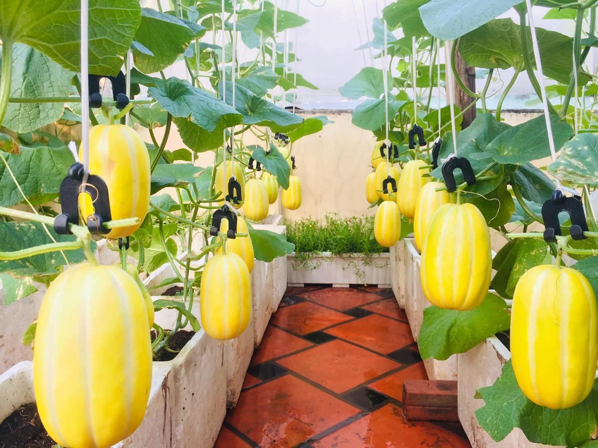 Vườn dưa lúc lỉu, trông như đàn lợn con. Nguồn ảnh: FB Ngọc Ánh.