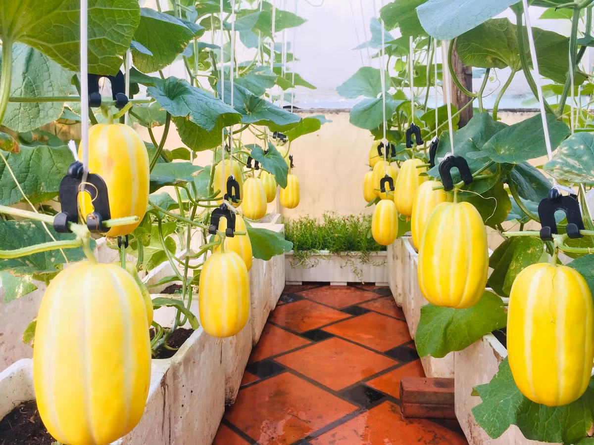 Vườn dưa lúc lỉu, trông như đàn lợn con. Nguồn ảnh: FB Ngọc Ánh.