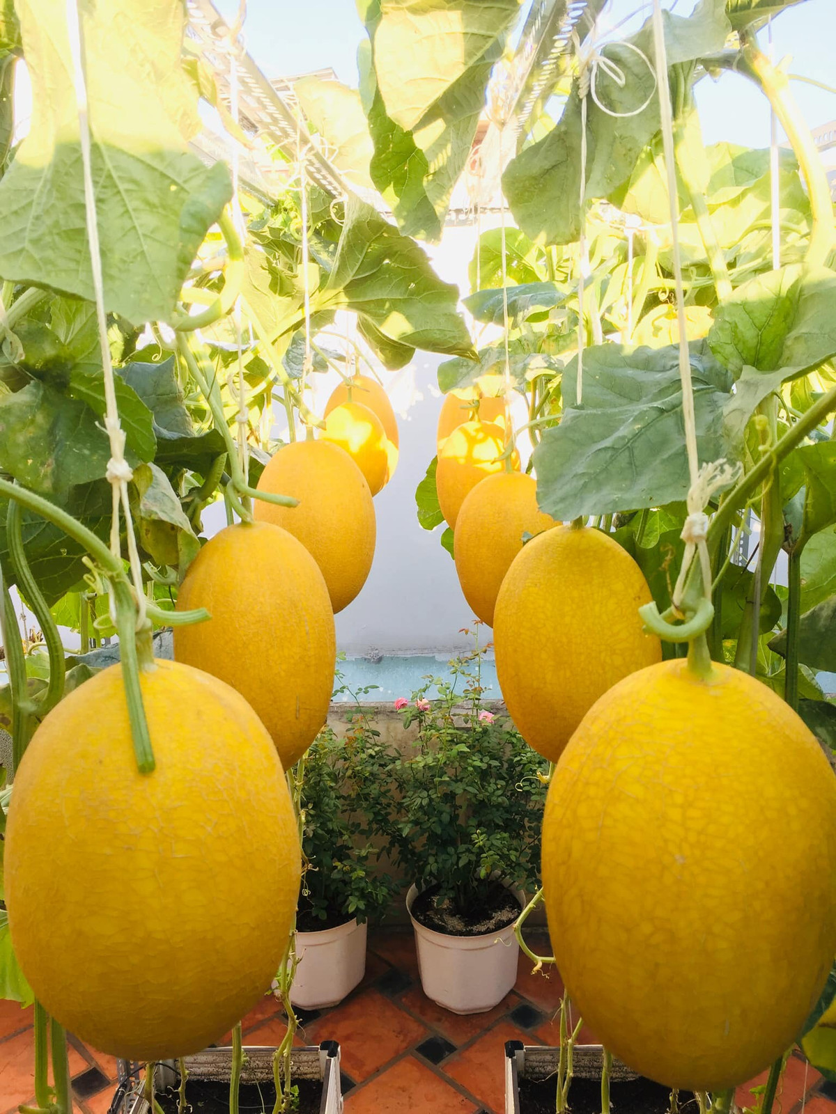 Theo kinh nghiệm của chị Ngọc Ánh, nên chọn mua hạt giống F1 từ các trang uy tín, chất lượng.