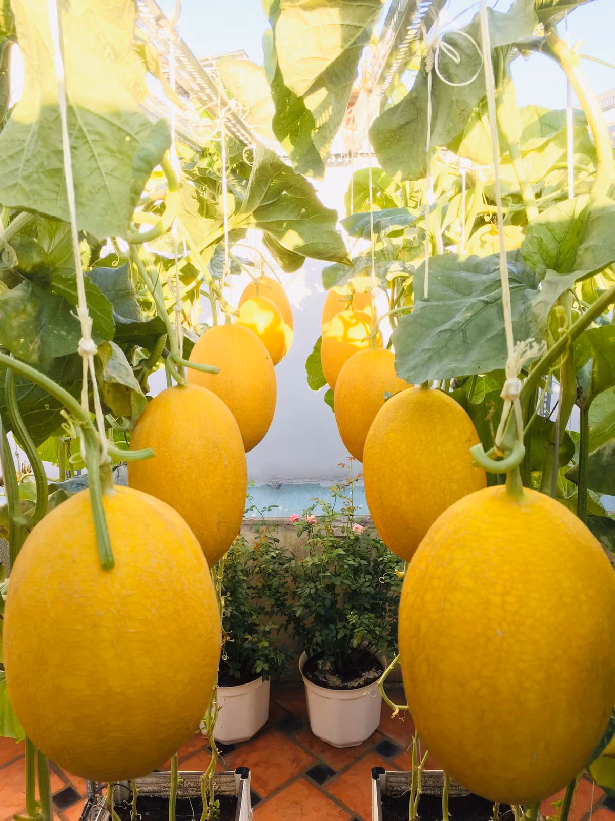 Theo kinh nghiệm của chị Ngọc Ánh, nên chọn mua hạt giống F1 từ các trang uy tín, chất lượng.