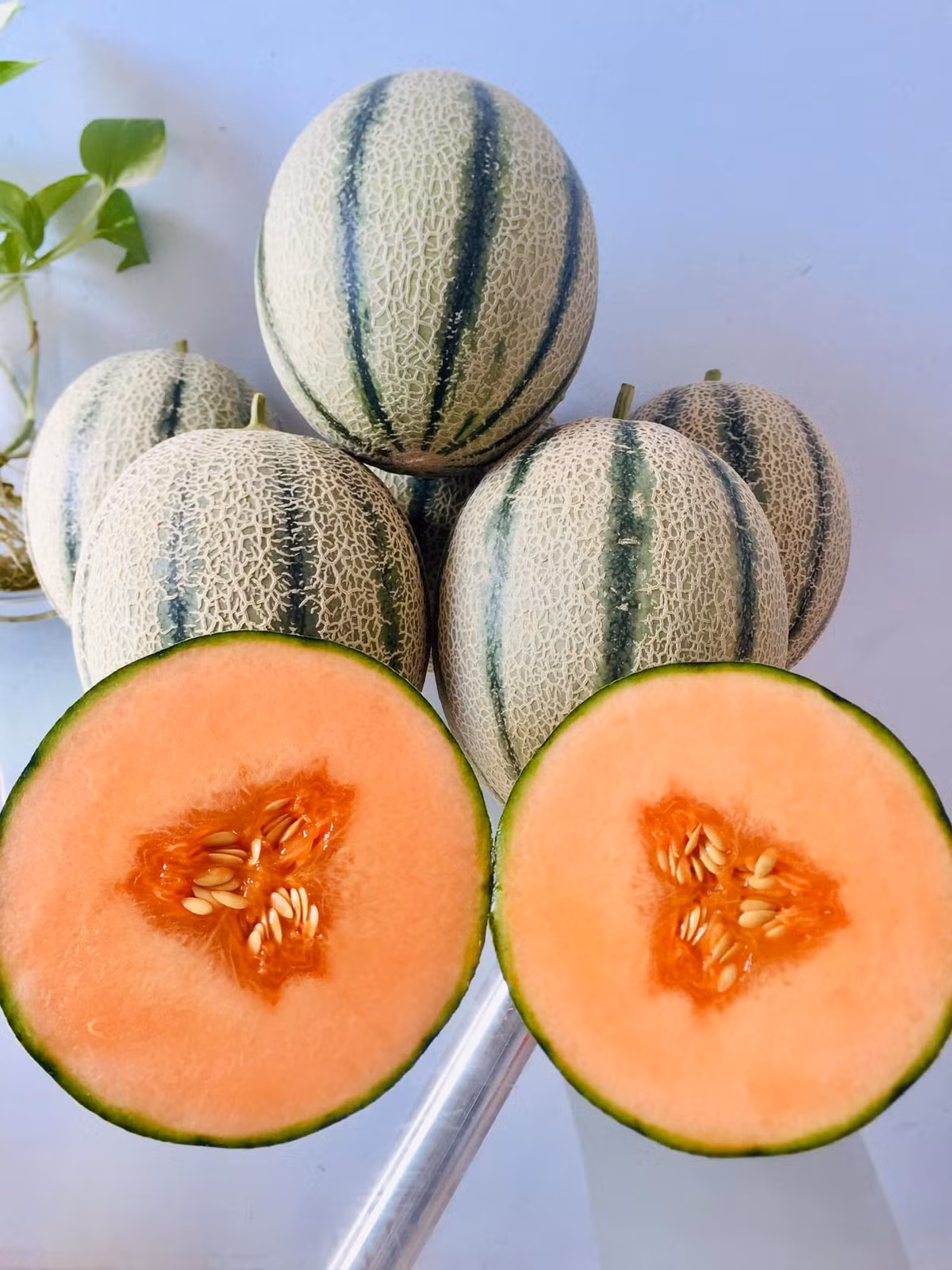  Khu vườn sân thượng nhà chị Anh rộng khoảng 50m2. Chị Ánh cho biết, hành trình làm nông dân gặp nhiều khó khăn từ khâu vác đất lên sân thượng tầng 4, trộn đất, làm giàn...đến khâu chăm sóc vườn.