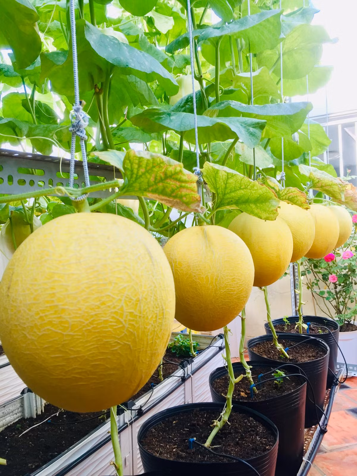 Và rồi công sức của chị cũng được đền đáp. Khu vườn nhà chị ngày càng tươi tốt, hoa quả đầy cành.