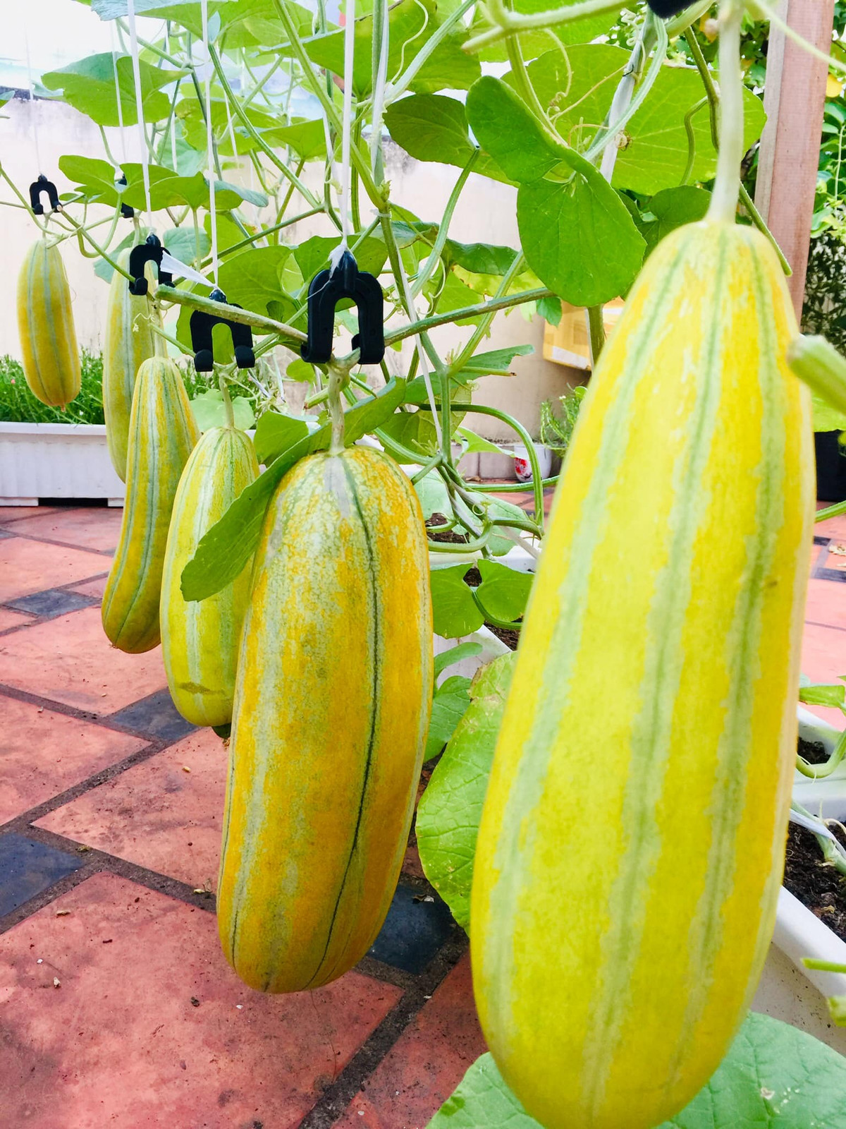 Dưa gang (dưa bở) leo giàn.