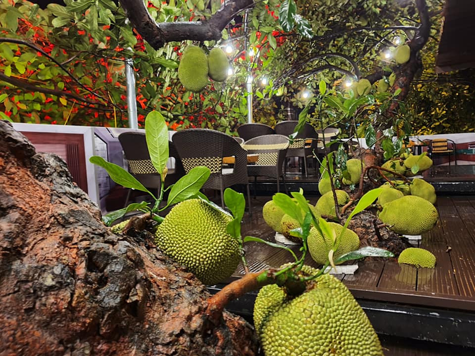 Mới đây, trên mạng xã hội xôn xao hình ảnh một quán cà phê rất độc đáo. Theo đó, quán này được xây dựng xung quanh cây mít sai trĩu quả.