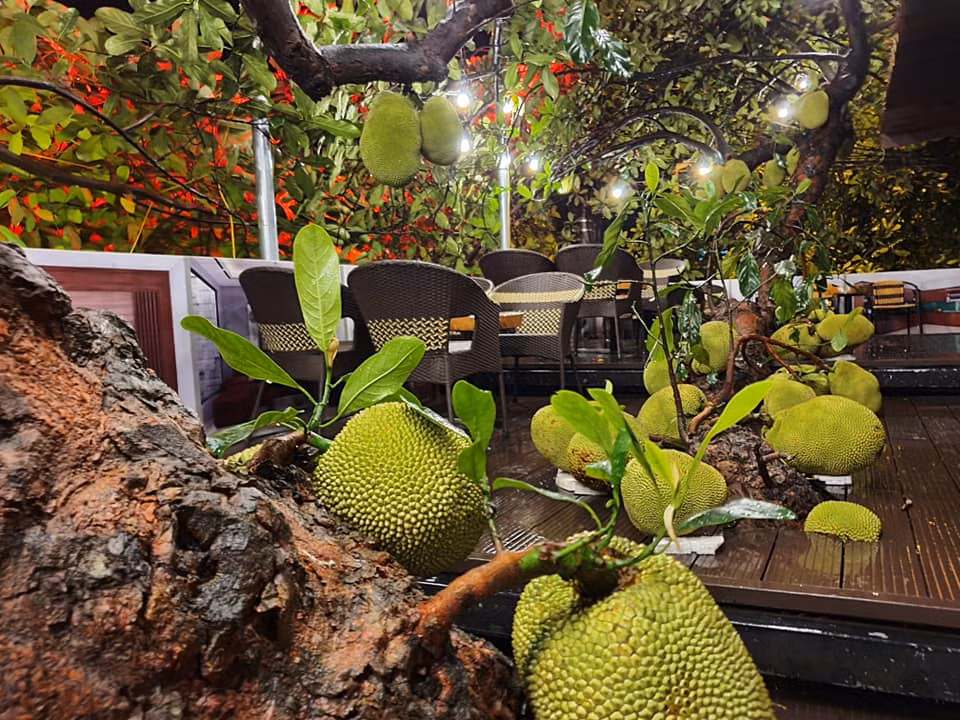 Mới đây, trên mạng xã hội xôn xao hình ảnh một quán cà phê rất độc đáo. Theo đó, quán này được xây dựng xung quanh cây mít sai trĩu quả.