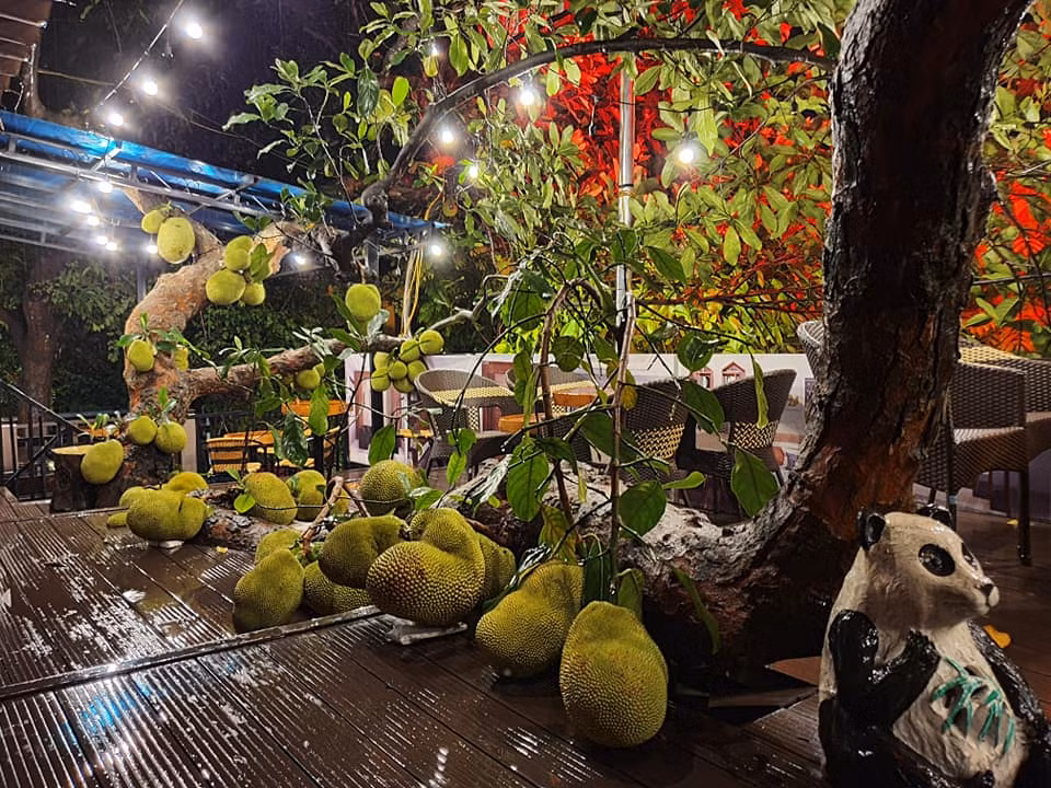 Những quả mít xanh mơn mởn, xếp cạnh nhau đều chằn chặn, treo lủng lẳng vô cùng độc đáo.