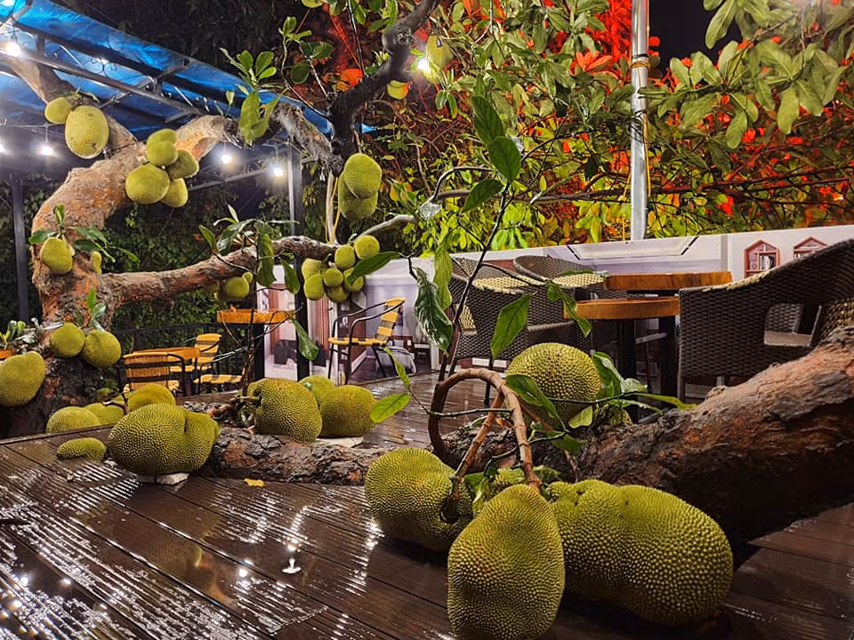 Theo những hình ảnh được đăng tải, cây mít đặc biệt này có lẽ đã khá lâu năm nên thân cây vươn rất cao, được chủ quán thiết kế cho đâm xuyên qua sàn tầng 2.