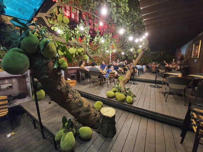 Cây mít để tạo cảnh quan nên chủ không thu hoạch quả bán. Nguồn ảnh: Coffee Cây Mít