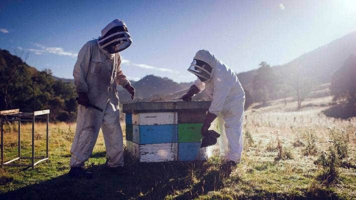 Mật ong Manuka đưa ra thị trường phải đảm bảo các yêu cầu nghiêm ngặt của cơ quan chức năng New Zealand. Trước khi được bán phải trải qua quá trình kiểm tra.