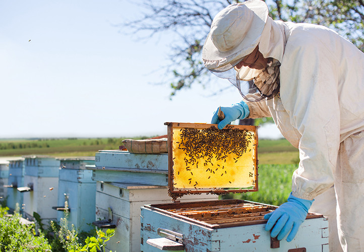 Ở dạng tinh khiết nhất, mật ong Manuka có giá đến 99 USD/100g (tương đương hơn 22 triệu đồng/kg), gấp 100 lần giá mật ong bình thường.