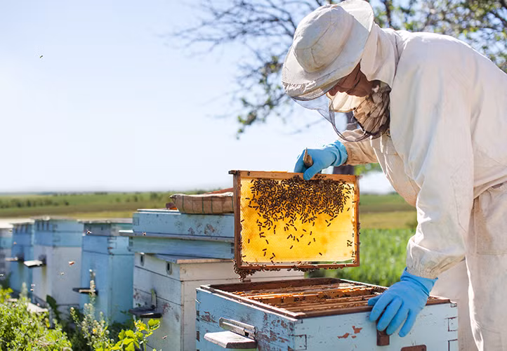 Ở dạng tinh khiết nhất, mật ong Manuka có giá đến 99 USD/100g (tương đương hơn 22 triệu đồng/kg), gấp 100 lần giá mật ong bình thường.