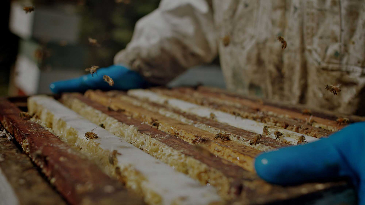 Năm 2018, chỉ có 2800 tấn mật ong Manuka được sản xuất ra, trong khi các loại mật ong khác có tới 1,9 triệu tấn.