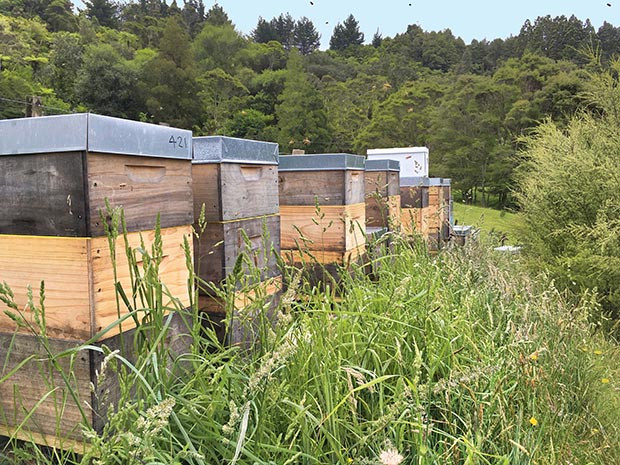 Thêm nữa, cây Manuka mọc ở nơi rất cao, hoang vu, ít người qua lại nên việc tiếp cận vô cùng khó khăn.