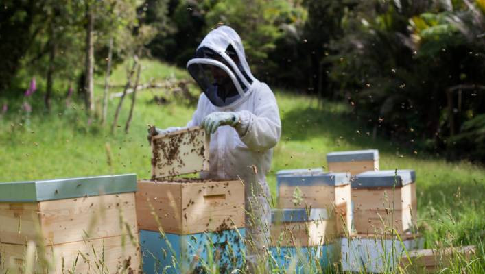 Trung bình mỗi tổ ong sẽ thu được 12kg mật ong Manuka.