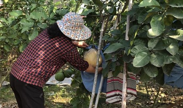 Cả hai loại bưởi đều có hình thức đẹp, múi to đều, róc, tép bưởi căng mọng nước, ăn giòn. Ảnh: VTCNews