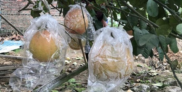 Mỗi năm chỉ có một vụ nên bắt đầu từ tháng 5, tháng 6 Âm lịch, chủ vườn phải mua túi về bọc để ruồi không đốt bưởi. Ảnh: VTCNews.
