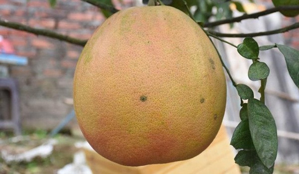 Bưởi Lâm quý và đắt nhưng khách muốn mua cũng không dễ bởi hầu hết khách hàng đều đặt mua từ trước đó khá lâu. Ảnh: VTCNews.