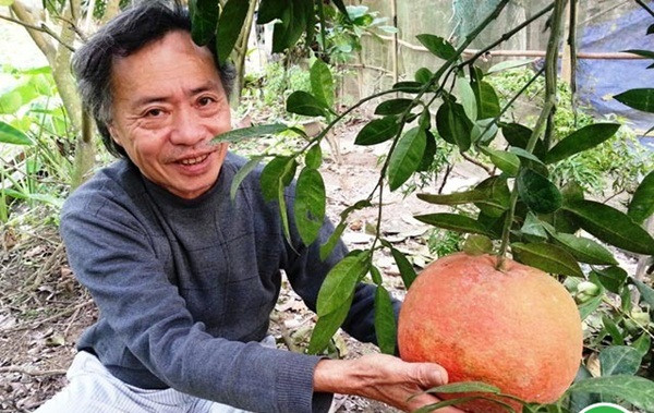 Bưởi Lâm có hai loại, một loại có vỏ nhẵn vàng, ruột trắng, vị chua mát; loại kia vỏ và ruột hồng đào, vị ngọt đậm. Ảnh: Hpap.