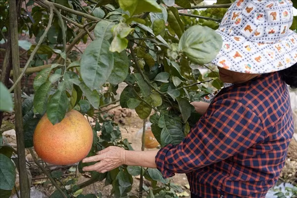 Trung bình mỗi quả bưởi Lâm giá 300.000-500.000 đồng, nhiều quả có giá bán tới hơn 1 triệu đồng. Ảnh: Lao động.