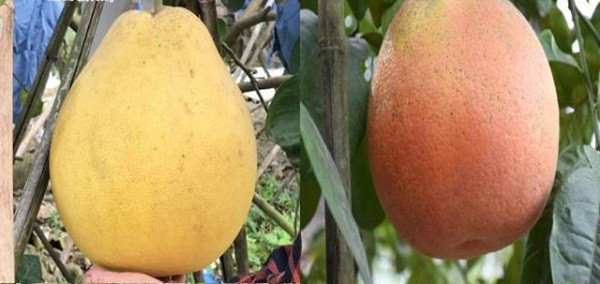 Mỗi quả nặng từ 1,5-2kg, thậm chí có quả nặng tới 6-7kg. Sau thu hoạch trên 2 tháng mà quả vẫn tươi ngon, màu sắc sáng đẹp. Ảnh: VTCNews.