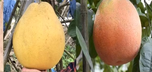 Mỗi quả nặng từ 1,5-2kg, thậm chí có quả nặng tới 6-7kg. Sau thu hoạch trên 2 tháng mà quả vẫn tươi ngon, màu sắc sáng đẹp. Ảnh: VTCNews.