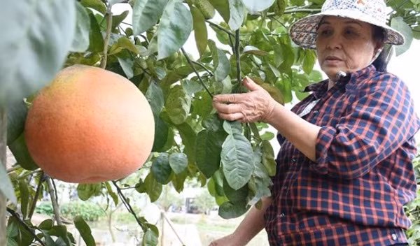 Theo bà Đàm Thị Vững, Chủ tịch Hội Nông dân xã Lâm Động, cả xã chỉ còn khoảng 10 hộ giữ được giống bưởi quý, trong đó có gia đình bà Nguyễn Thị Vườn (70 tuổi, thôn Hầu) có diện tích trồng lớn nhất, quy mô khoảng 3.000m2. Ảnh: VTCNews.