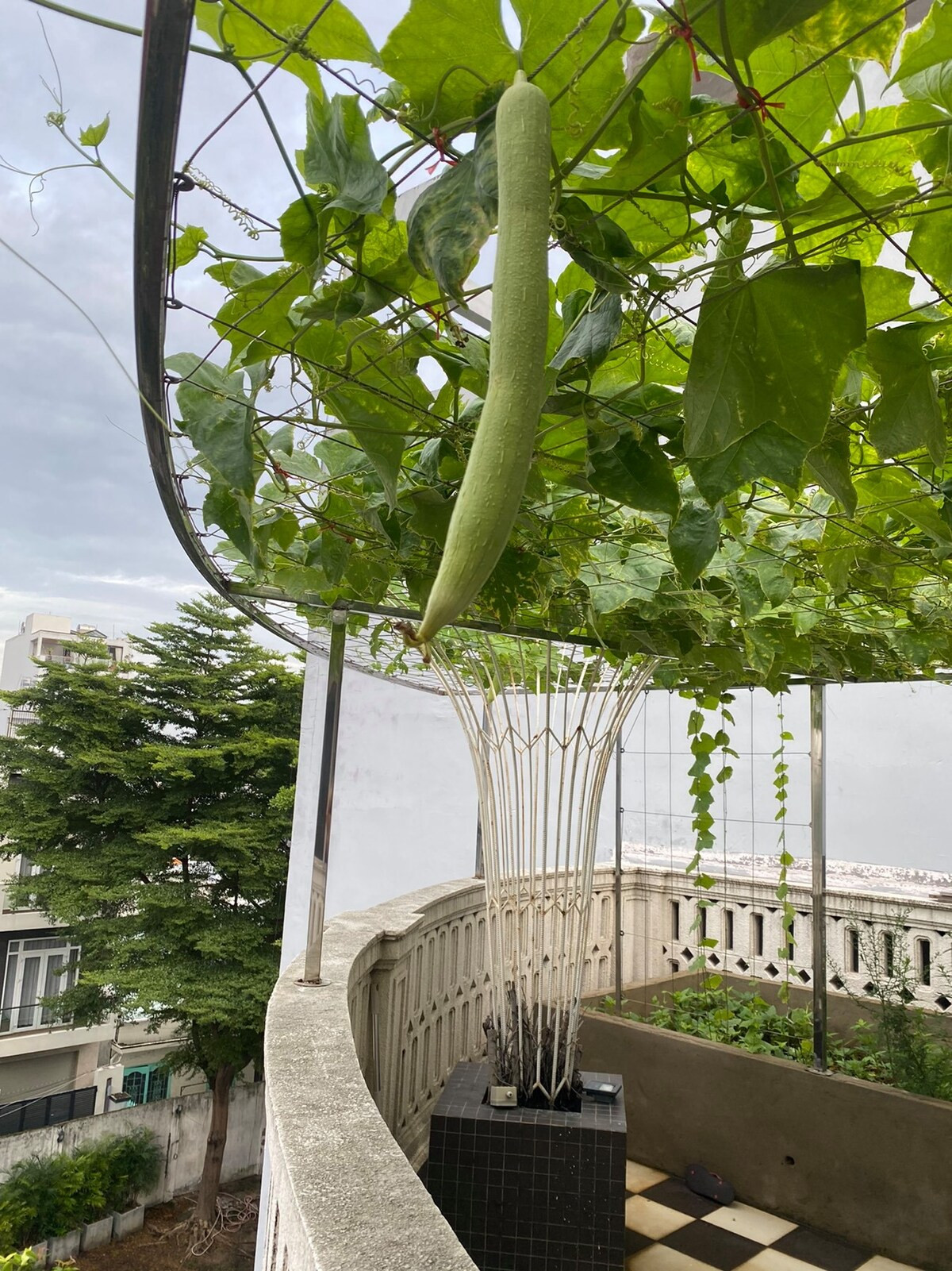 Giàn mướp trồng trên sân thượng biệt thự nhà Giáng My luôn sum suê, cho trái đều đặn. Ảnh: Ngoisao