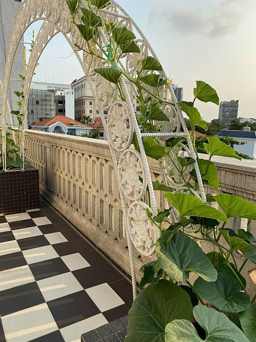 Khu vườn nhà Giáng My còn có một khung sắt hình cầu vồng để trồng bí. Ảnh: Lao động